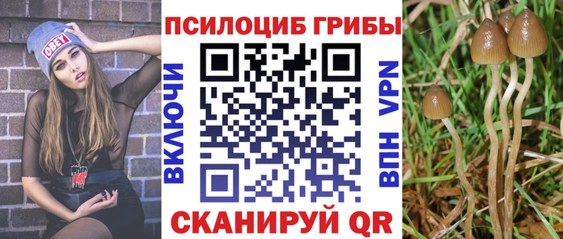 Псилоцибиновые грибы Cubensis  купить наркоту  Дагестанские Огни 